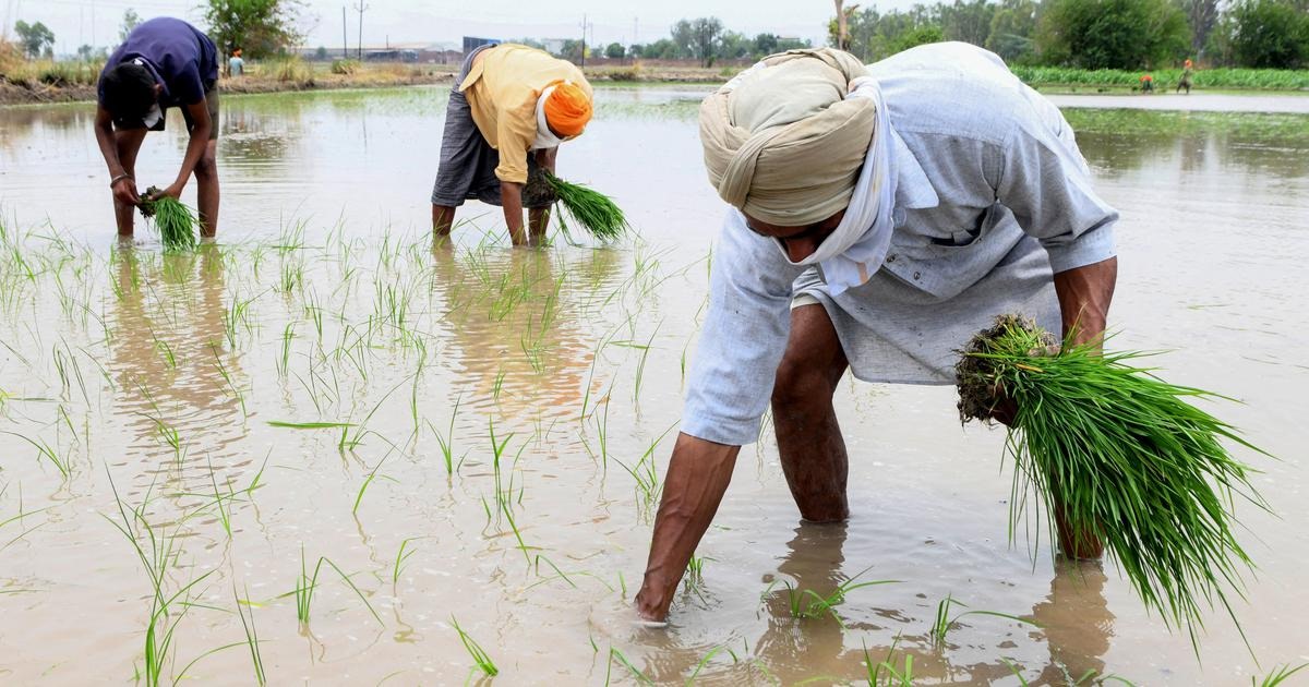 Hybrid rice debate deepens as farmers, industry leaders and former ICAR scientist voice concerns over Punjab ban